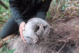 Quang Nam: Tam Ky city launches ‘Say No to wildlife’ campaign