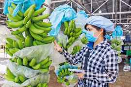 Vietnam’s dragon fruit, banana, durian export targets 2 billion USD in 2023