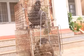 Binh Phuoc: rare otters handed over to rescue centre