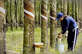 Thailand approves rubber price guarantee scheme for farmers