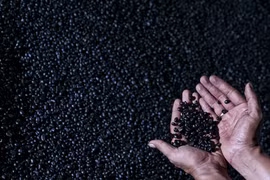 Indonesia: Lower coffee production forecast due to El Niño
