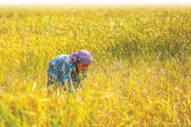 Cambodia posts some 89 million USD in rice exports to China in H1