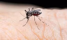 Laos sees strong increase in dengue case number