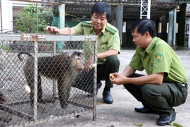 Vietnamese, Lao localities enhance cooperation in forest, wildlife protection