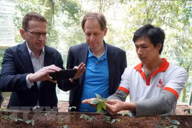 Foreign experts inspect Ngoc Linh ginseng cultivation in Quang Nam