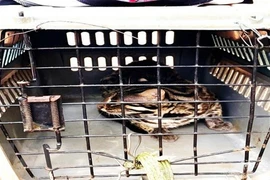Endangered animals released to nature