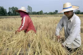 Thailand’s rice output may fall 6% due to El Nino