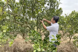 Dong Nai province’s farmers expand eco-tourism services