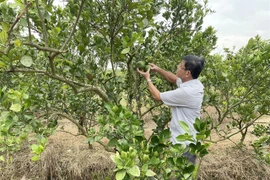 Dong Nai province’s farmers expand eco-tourism services