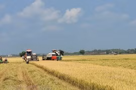 Strategy on rice export market development until 2030 approved