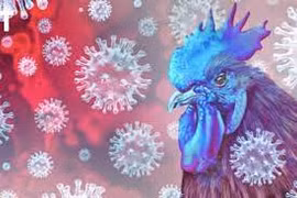 11-year-old Cambodian girl dies of H5N1 bird flu