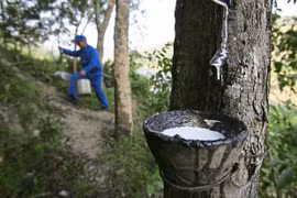 Malaysia’s rubber, rubber product exports hit nearly 8 billion USD last year