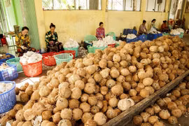 Ben Tre province boosts collective economy development