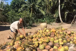 Tra Vinh province eyes expansion in organic coconut growing areas