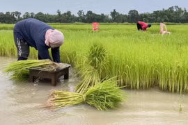 Thai rice output forecasted to fall due to El Nino