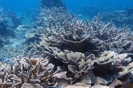 Vietnam contributes to building UN instrument for marine biological diversity