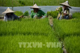 Indonesia announces e-Agriculture National Strategy