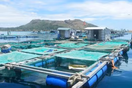 Aquaculture towards large commodity production