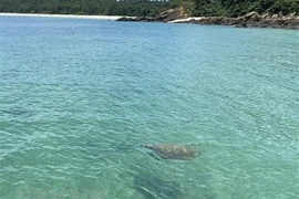 First sea turtle seen in waters off Co To in over 10 years