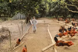 HCM City activates H5N1 bird flu response system
