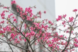 More cherry blossom trees planted in Hanoi park