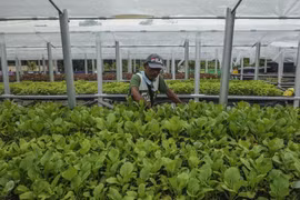 Malaysia implements high-growth, high-value initiative for agriculture