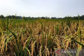 Indonesian Government recommended to maintain rice imports
