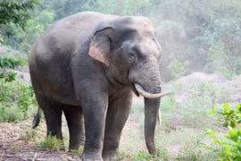 Dong Nai conserves wild elephants towards harmonious coexistence