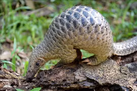 Tay Ninh: 444 wild animals released to nature