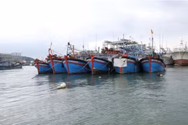 Tien Giang plans to exploit over 124,000 tonnes of seafood this year