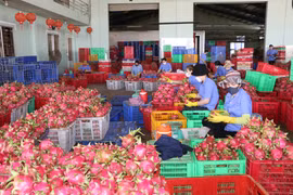 Binh Thuan focuses on product brand building