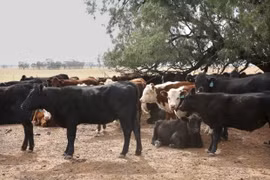 Indonesia plans to reduce cattle imports from Australia