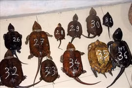Two man arrested for smuggling endangered species