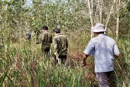 An Giang province forests face extreme fire risk