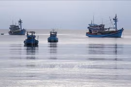 Tien Giang's fishing vessels strictly follow regulations, curbing IUU fishing