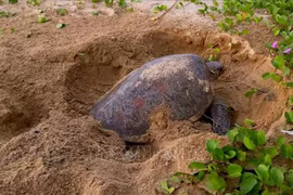 Fund-raising campaign launched to conserve Con Dao sea turtles
