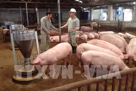 Project helps improve pork safety in Vietnam