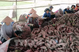 Vietnam ready to export first batch of sweet potatoes to China