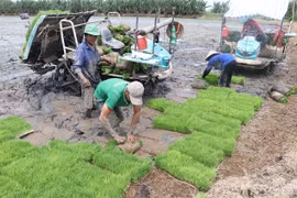 Domestic rice prices on the rise due to greater global demand