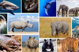 Community makes concerted efforts to limit decline, extinction of wildlife species