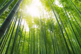 Armed with bamboo diplomacy, Vietnam navigating headwinds: Scholars