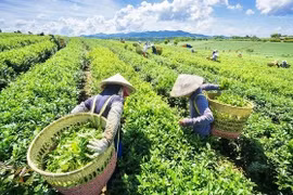 Tea export value to China skyrockets