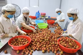 Compliance with quality standards – a must to bolster fruit exports: insiders 