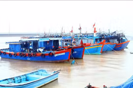 Quang Binh takes drastic measures to fight IUU fishing