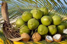 Vietnam’s coconut export to reach 1 billion USD in 2025: insider