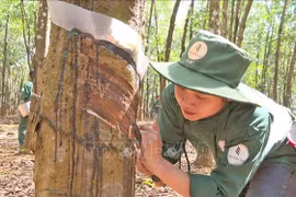Vietnamese rubber companies helpful in Laos