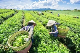 Tea export value to China skyrockets