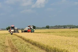 Ba Ria-Vung Tau applies high technology in farm economic development