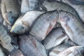 Indonesia boosts tilapia production to meet global demand