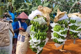 Brand building for farm produce exported to China needed: experts 